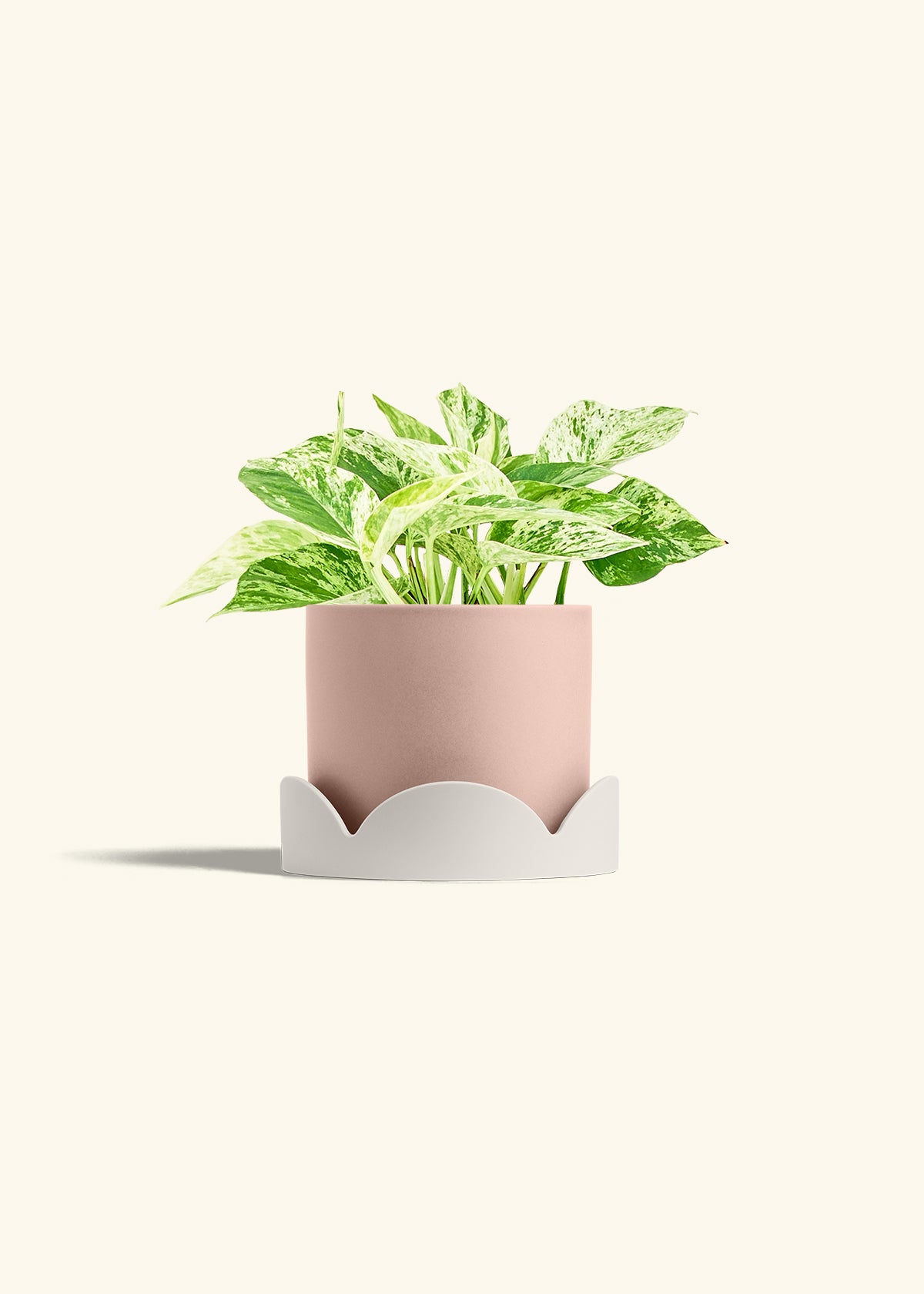 Pothos 'Marble Queen', Medium