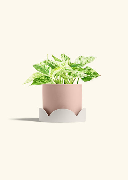 Pothos 'Marble Queen', Medium