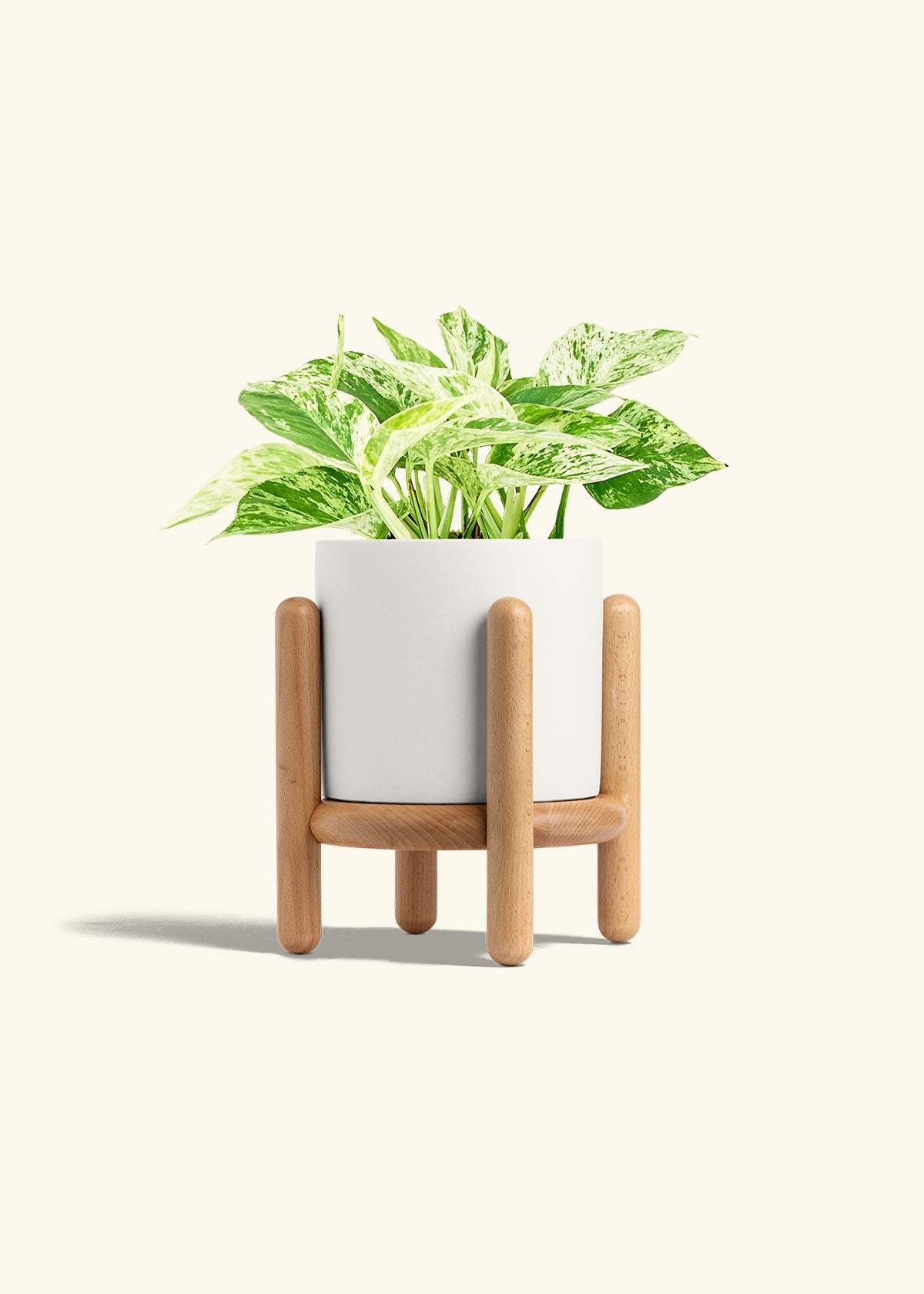 Pothos 'Marble Queen', Medium