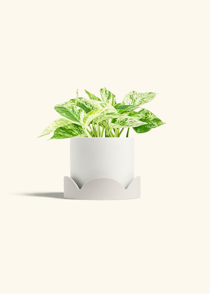 Pothos 'Marble Queen', Medium