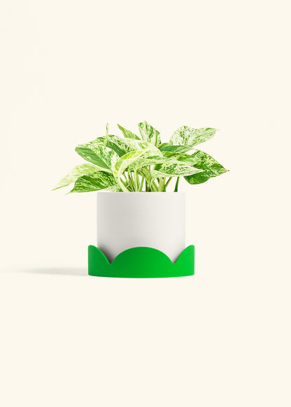 Pothos 'Marble Queen', Medium