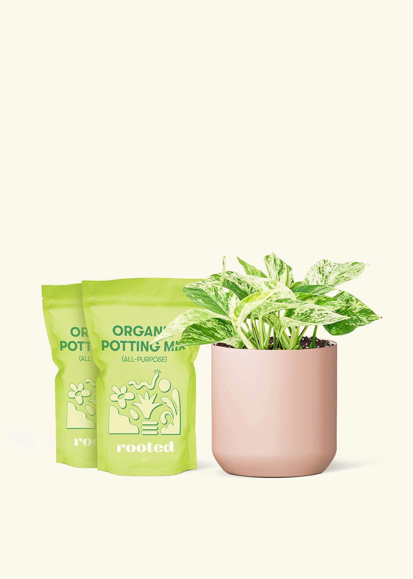 Medium Pothos 'Marble Queen' in a pink cylinder pot and 2 bags of soil.