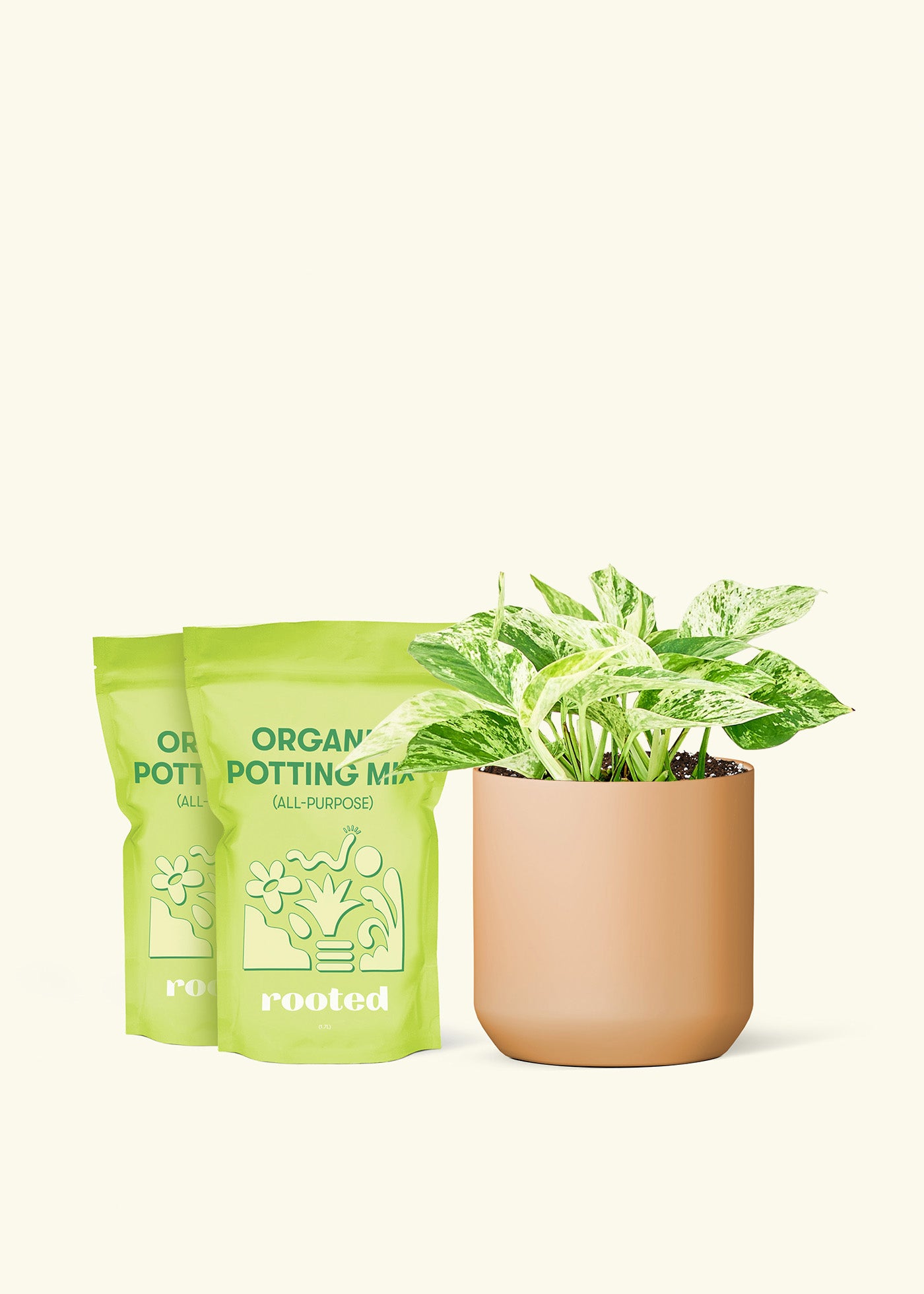 Medium Pothos 'Marble Queen' in a terracotta cylinder pot and 2 bags of soil.