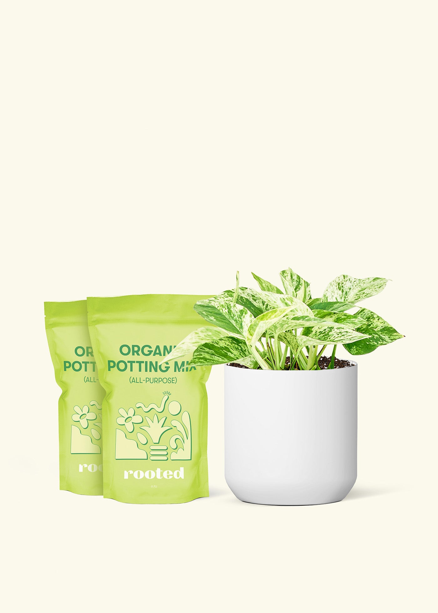 Medium Pothos 'Marble Queen' in a white cylinder pot and 2 bags of soil.