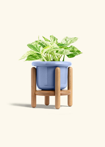 Pothos 'Marble Queen', Medium
