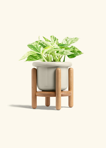 Pothos 'Marble Queen', Medium