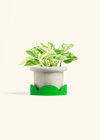 Pothos 'Marble Queen', Medium