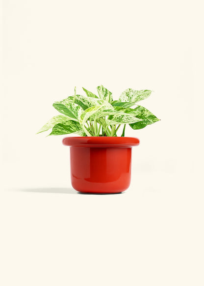 Pothos 'Marble Queen', Medium