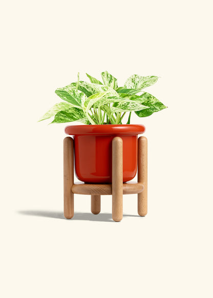 Pothos 'Marble Queen', Medium