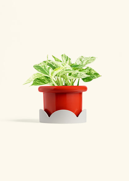 Pothos 'Marble Queen', Medium
