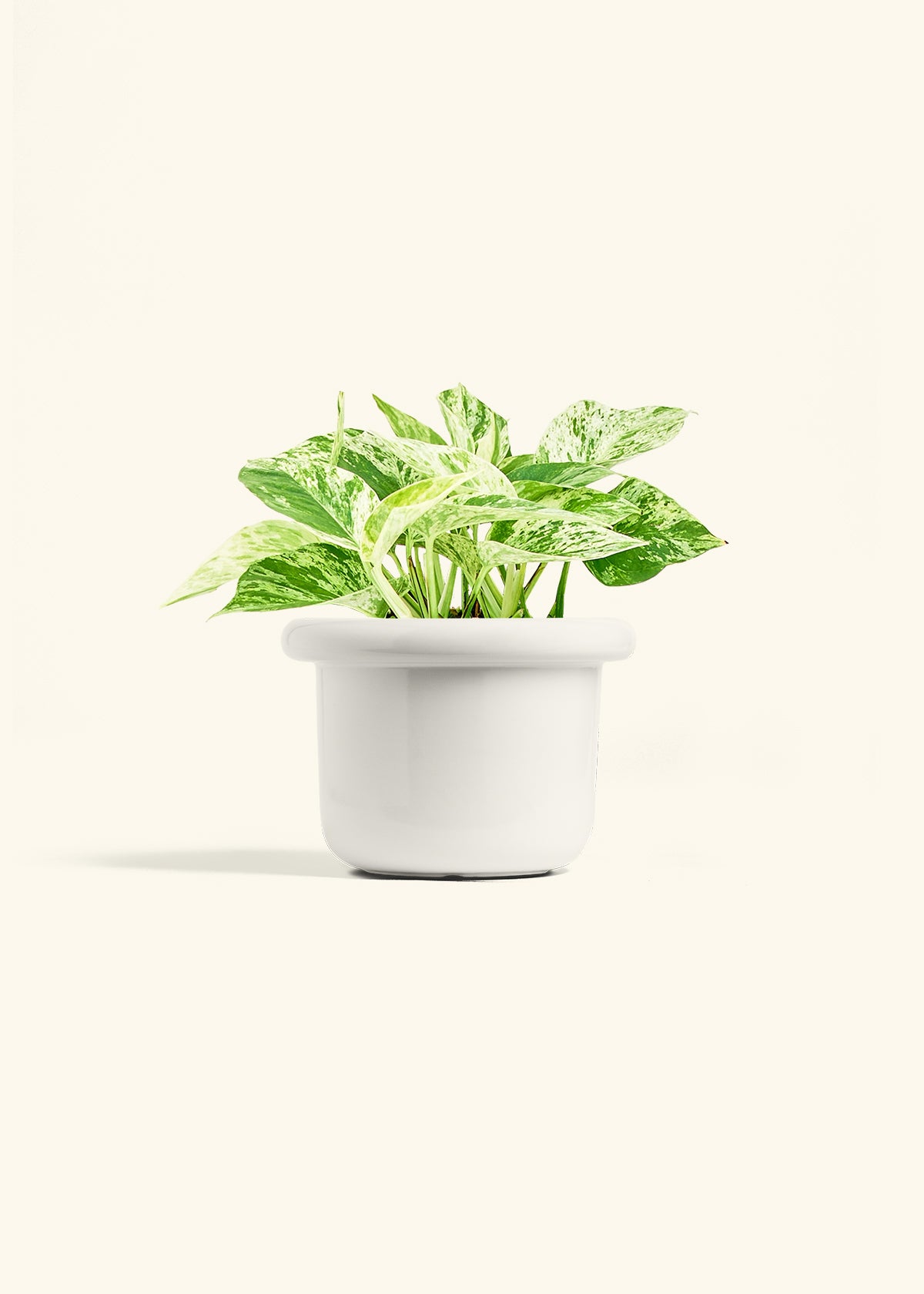 Pothos 'Marble Queen', Medium