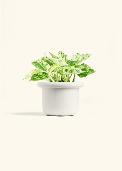 Pothos 'Marble Queen', Medium