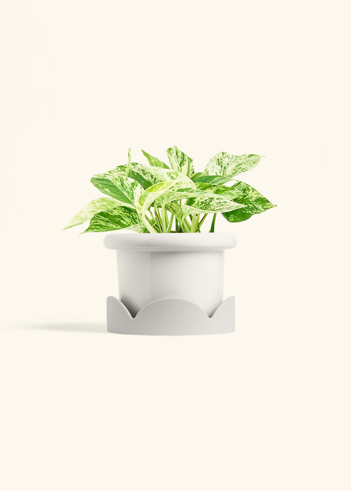Pothos 'Marble Queen', Medium
