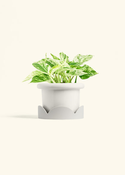 Pothos 'Marble Queen', Medium