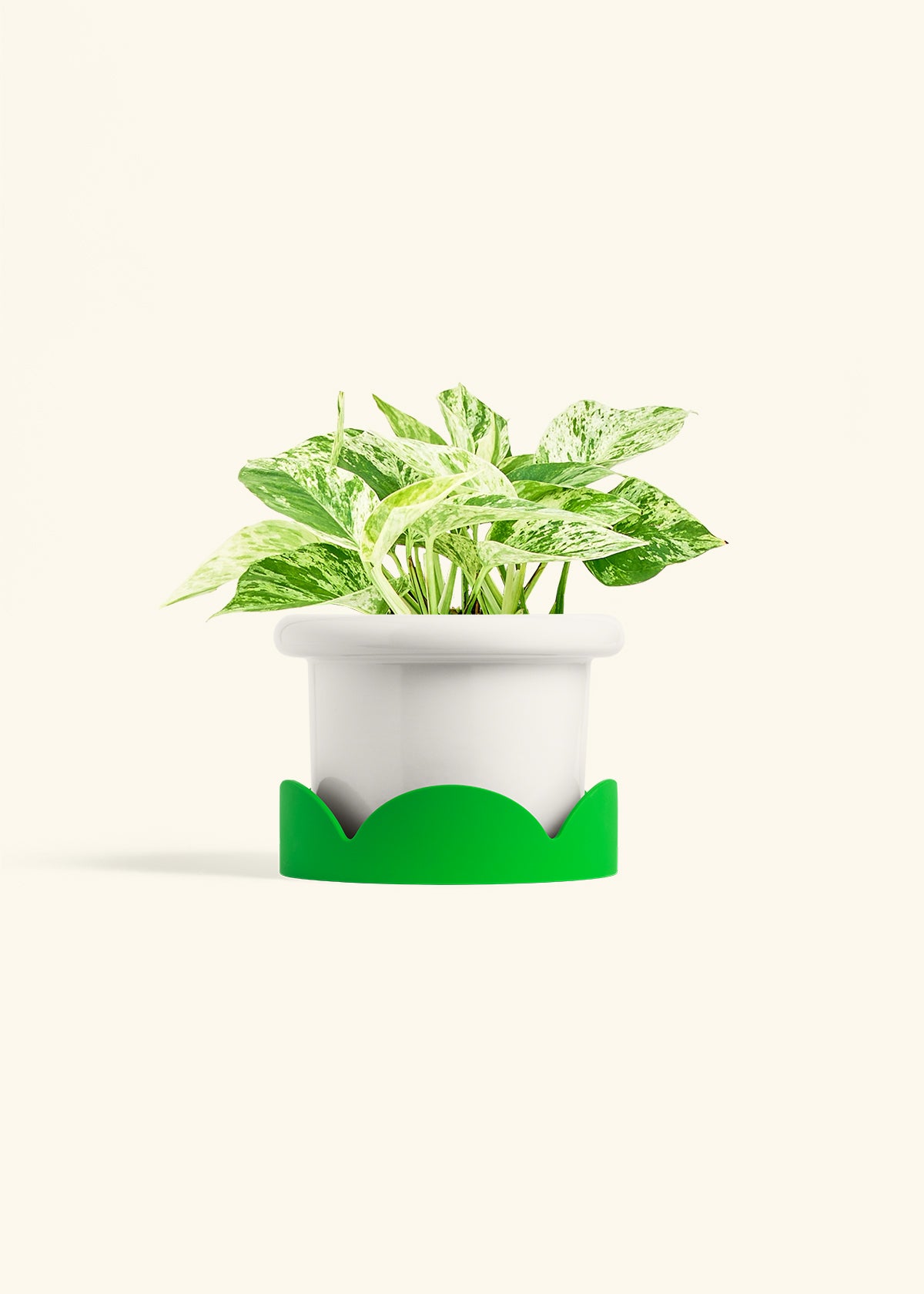 Pothos 'Marble Queen', Medium