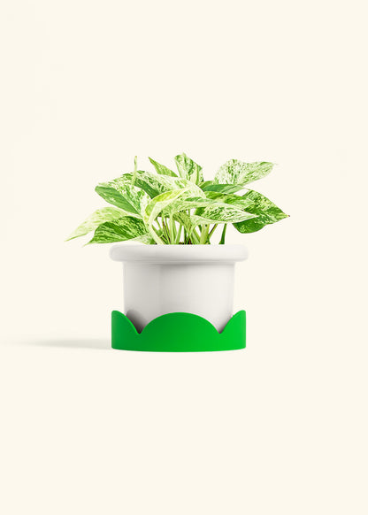 Pothos 'Marble Queen', Medium