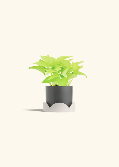Neon Pothos in a 4 inches Charcoal Classic Cylinder Planter in a Oat Petal Drip Tray
