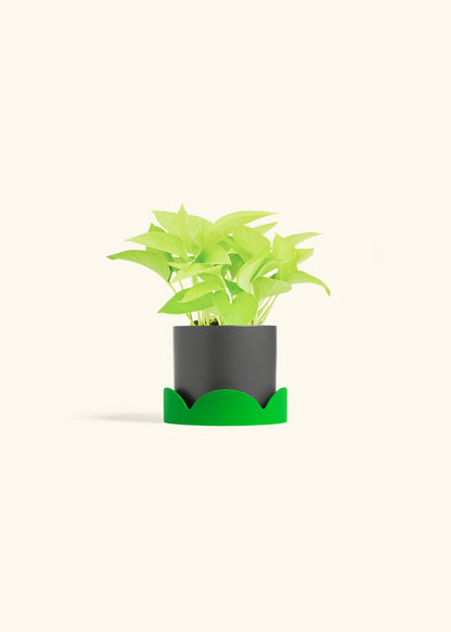 Neon Pothos in a 4 inches Charcoal Classic Cylinder Planter in a Shamrock Petal Drip Tray