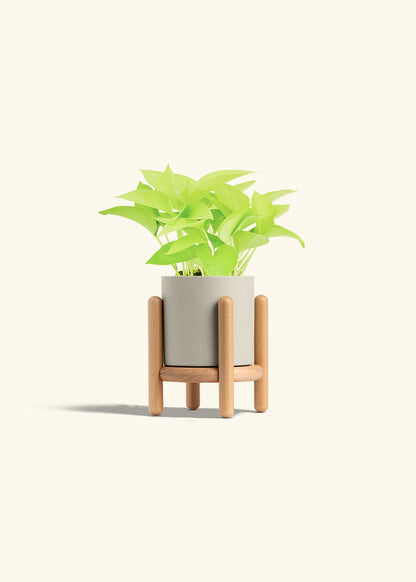 Neon Pothos in a 4 inches Oat Classic Cylinder Planter in a Beech Wood Stand