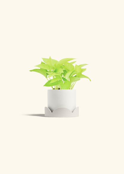 Neon Pothos in a 4 inches Pink Classic Cylinder Planter 