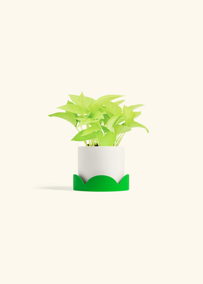 Neon Pothos in a 4 inches White Classic Cylinder Planter in a Shamrock Petal Drip Tray