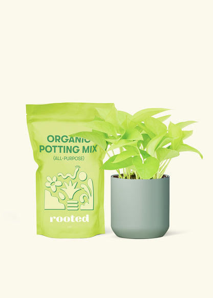 Small Neon Pothos in a sage cylinder pot and a bag of soil.