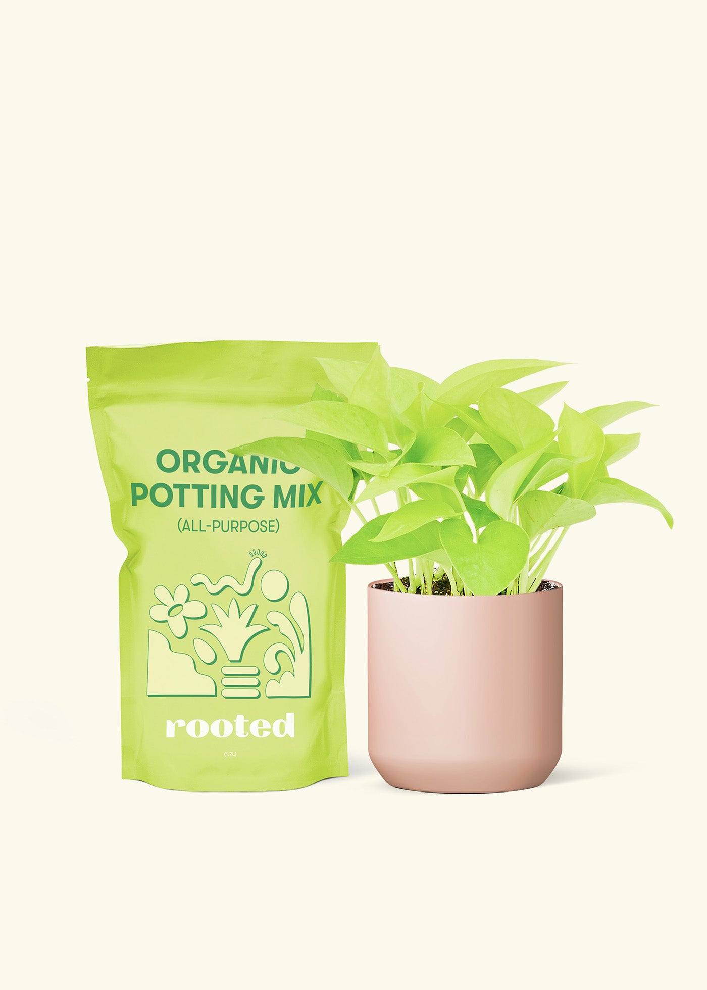 Small Neon Pothos in a pink cylinder pot and a bag of soil.