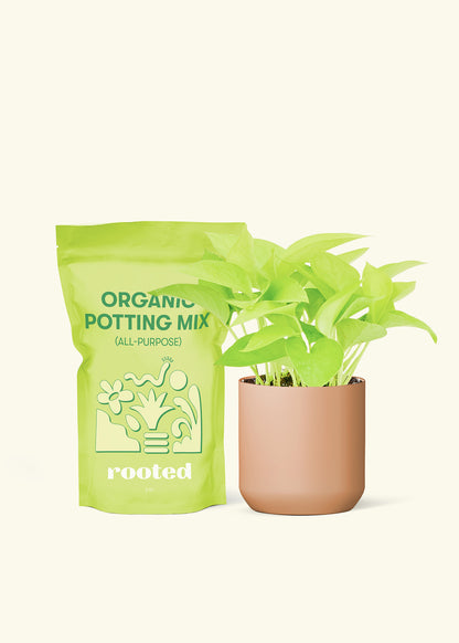 Small Neon Pothos in a terracotta cylinder pot and a bag of soil.