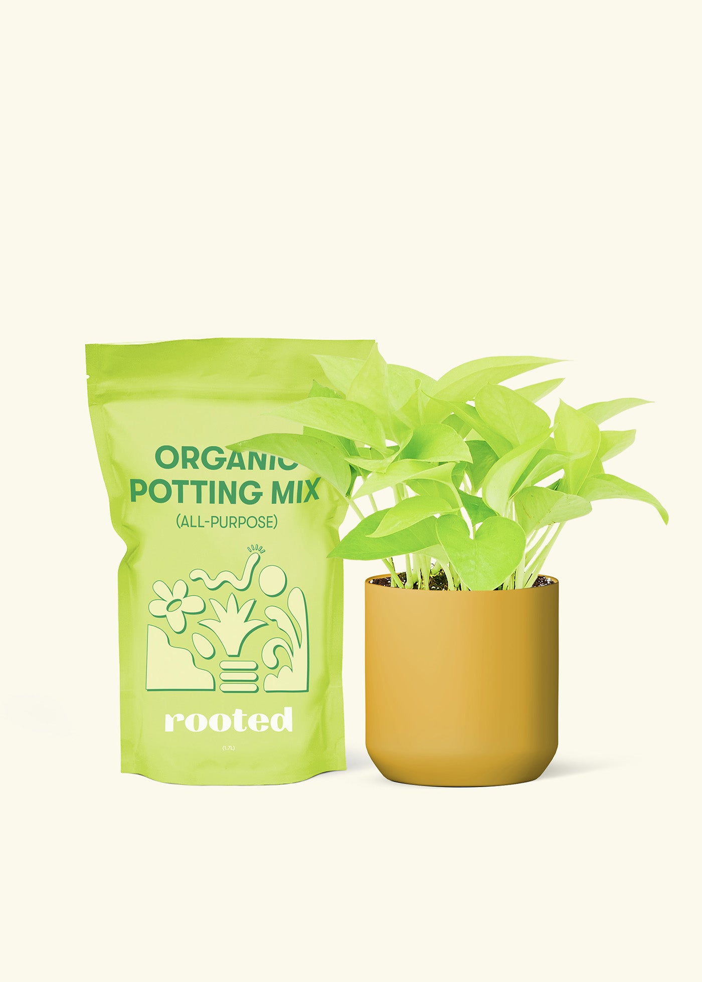 Small Neon Pothos in a mustard cylinder pot and a bag of soil.