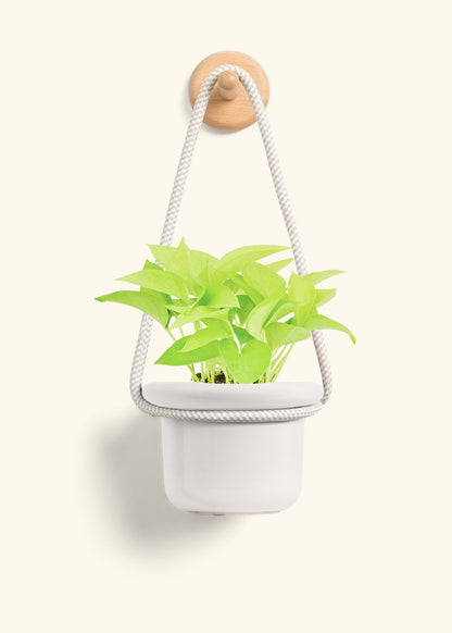 Neon Pothos, Small
