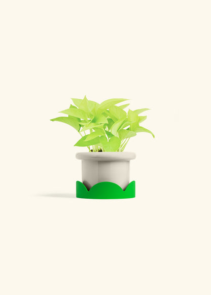 Neon Pothos in a 4 inches Fat Lip Oat Planter in a Shamrock Petal Drip Tray