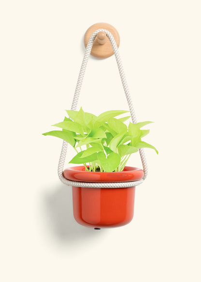 Neon Pothos, Small