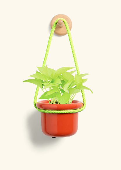 Neon Pothos, Small