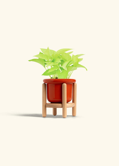 Neon Pothos in a 4 inches Fat Lip Red Planter in a Beech Wood Stand