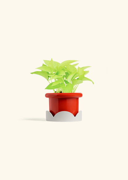 Neon Pothos in a 4 inches Fat Lip Red Planter in a Oat Petal Drip Tray