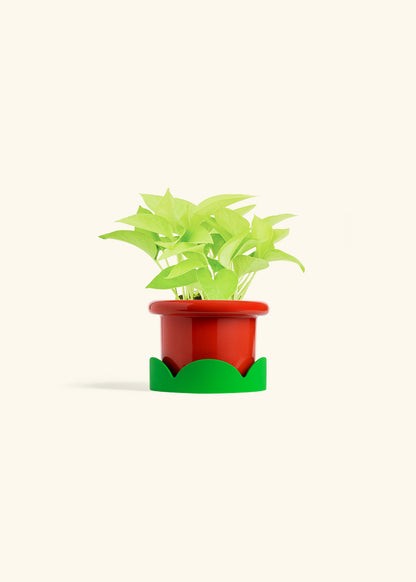 Neon Pothos in a 4 inches Fat Lip Red Planter in a Shamrock Petal Drip Tray