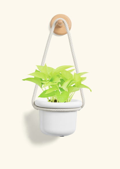 Neon Pothos, Small