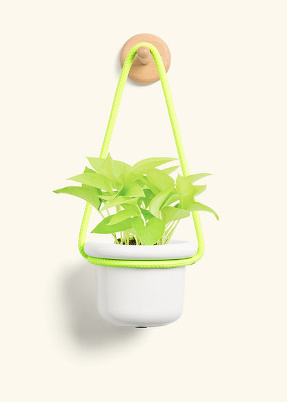 Neon Pothos, Small