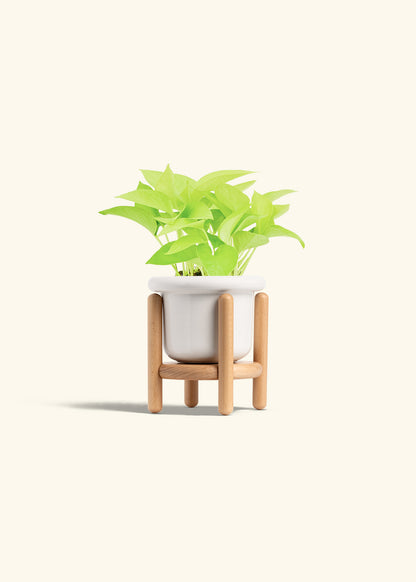 Neon Pothos in a 4 inches Fat Lip White Planter in a Beech Wood Stand