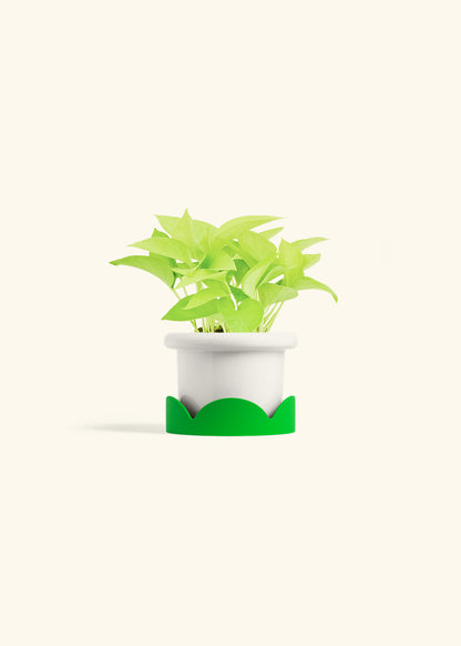 Neon Pothos in a 4 inches Fat Lip White Planter in a Shamrock Petal Drip Tray