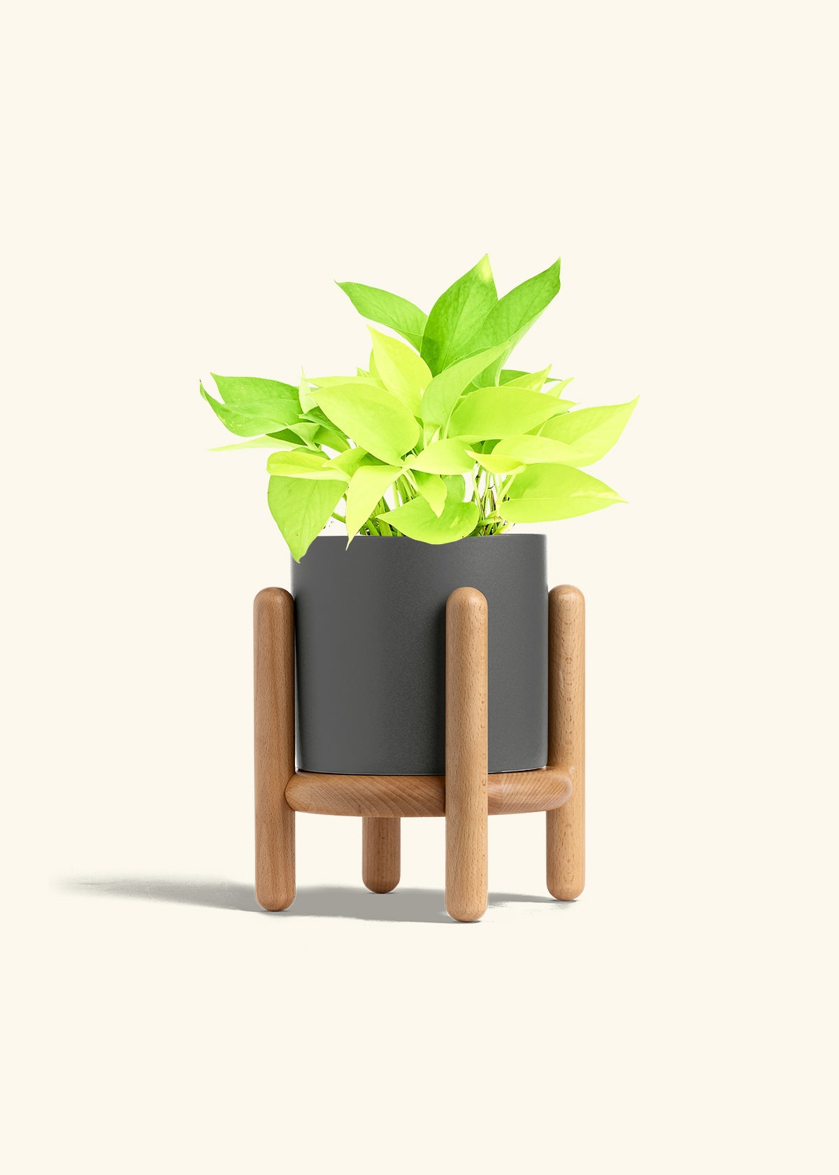 Neon Pothos in a 6 inches Charcoal Classic Cylinder Planter in a Oat Petal Drip Tray