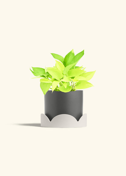 Neon Pothos in a 6 inches Charcoal Classic Cylinder Planter in a Beech Wood Stand