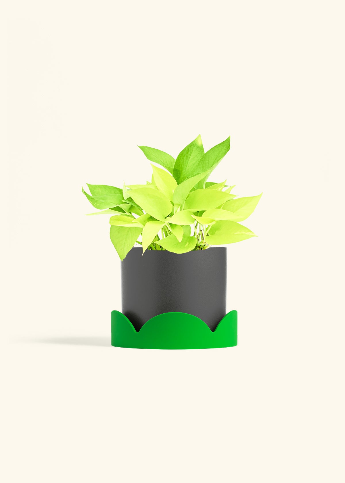 Neon Pothos in a 6 inches Charcoal Classic Cylinder Planter 