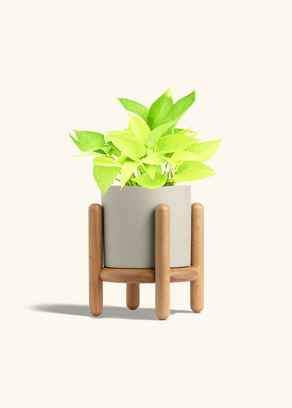 Neon Pothos in a 6 inches Oat Classic Cylinder Planter in a Beech Wood Stand