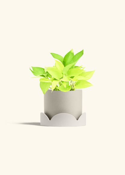 Neon Pothos in a 6 inches Oat Classic Cylinder Planter in a Oat Petal Drip Tray
