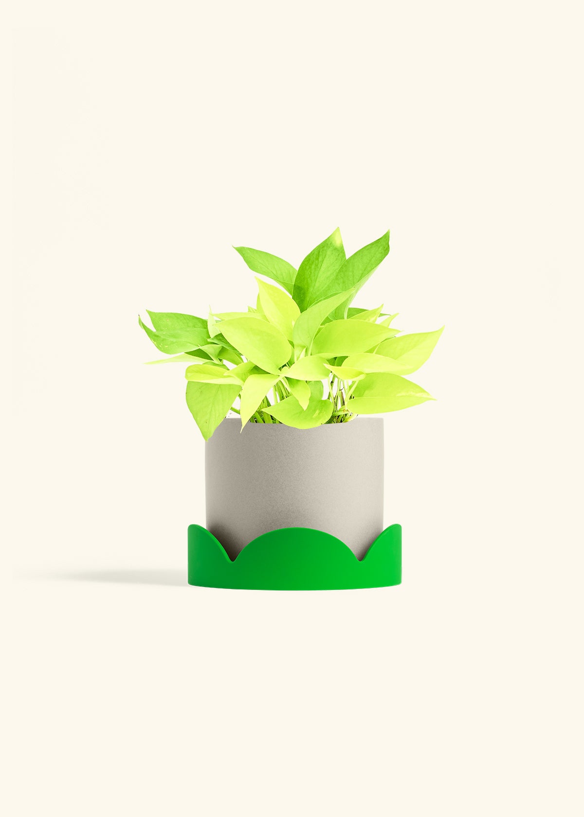 Neon Pothos in a 6 inches Oat Classic Cylinder Planter in a Shamrock Petal Drip Tray