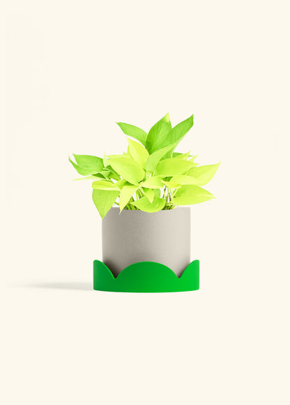 Neon Pothos in a 6 inches Oat Classic Cylinder Planter in a Shamrock Petal Drip Tray