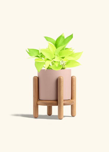 Neon Pothos in a 6 inches Pink Classic Cylinder Planter in a Beech Wood Stand