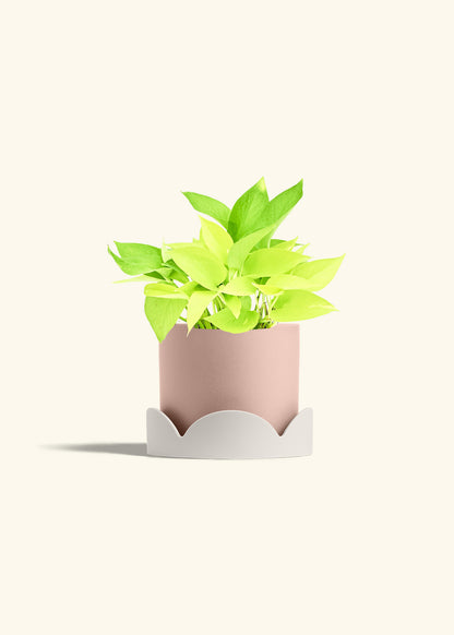 Neon Pothos in a 6 inches Pink Classic Cylinder Planter in a Oat Petal Drip Tray