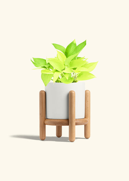Neon Pothos in a 6 inches White Classic Cylinder Planter in a Beech Wood Stand